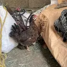 دجاجه مفرخه