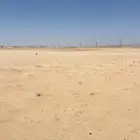 دركال رمل