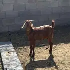تيس للبيع