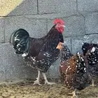 دجاج سوساكس