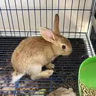 أرانب صغيره