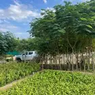 اشجار جملة