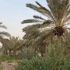 نخل للبيع