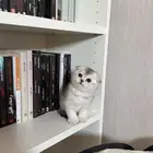 سكوتش فولد ذكر كيتن