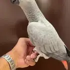 للبيع ببغاء كاسكو اليف وهدد تم البيع