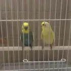 طيور بادجي