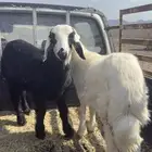 خرفان للبيع