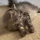 قطه للبيت