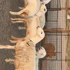 حريات