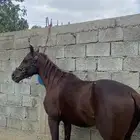 حصان شعبي كفووو