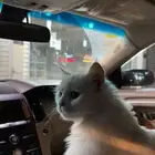قط شيرازي للبيع معا اغراضه