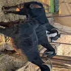 معزاء طيبات وضريع