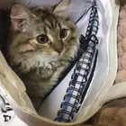 قطط