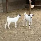 تيوس صغار
