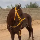 حصان شعبي طرب