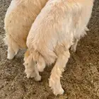 ذبايح حري للبيع 4 شهور وطالع