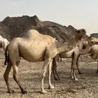 ناقه جنبه في 8شهور. وبنتها
