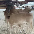 حسيل للبيع