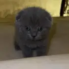 قطط