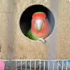 روز ذكر للبدل او للبيع ب انثى