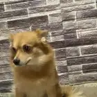 كلبه للبيع ع اليوم