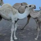 قعود كفوو