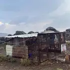 صندقه دجاج وحمام للبيع