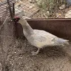 ذكر بط