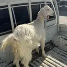 عناق