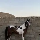 حصان ملون هندي