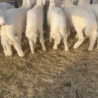 طليان حريه تم البيع