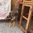 جوز اذناب الهند مستوى فاخر ماشاءالله تبارك الرحمن