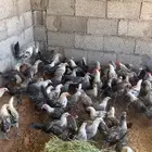 فروخ دجاج