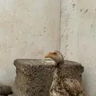 فرخ سندي