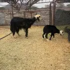 نعجه روم وسلم حدرها خروف