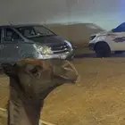 حواره كفووو