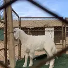 بهم حري رخال ونضاف