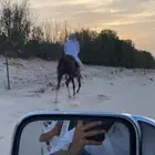 حصان عربي