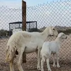 شاة خلفة