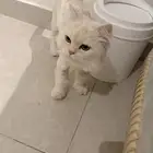 قطه للتبني شيرازي فارسي