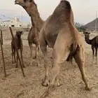 بعير رباع مشروط