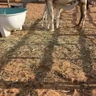للبيع خلفه مناح رقم واحد