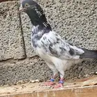 حمام بكستاني