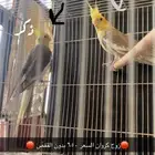 زوج كروان منتج