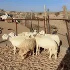 ضان دفيع للبيع