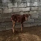 حسيله للبيع شرط من جميع العيوب