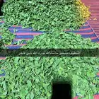 السدر الورق نطحنه في البيت شي نظيف وذمه وامانه