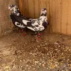 جوز قطايف نمش معرف ونوادر