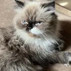 قطه للتبني