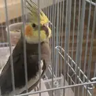 ببغاء مع أغراضه و أكله